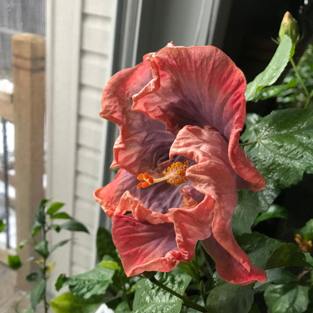  - 2018 Plante de interior