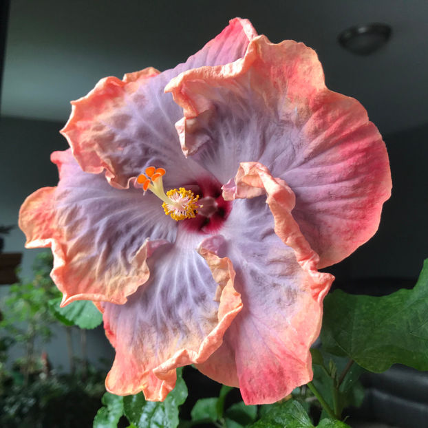  - 2018 Plante de interior