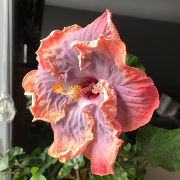  - 2018 Plante de interior