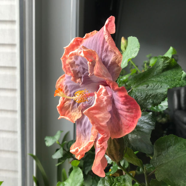  - 2018 Plante de interior