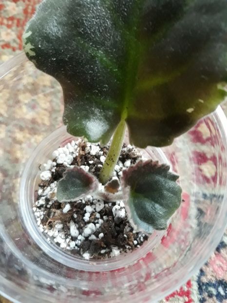  - LE Parisian Secrets zzz