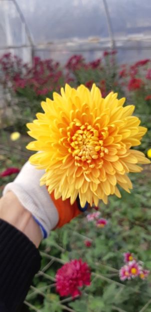  - Crizanteme 2018 de vanzare