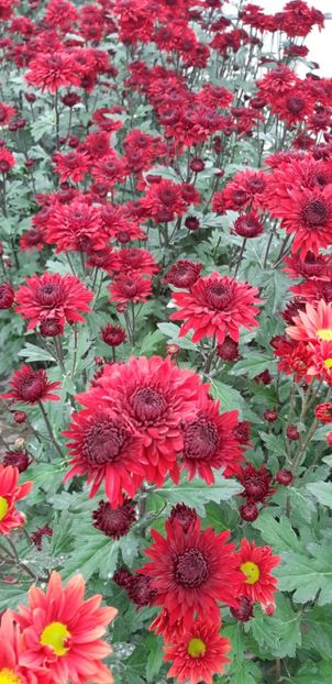  - Crizanteme 2018 de vanzare