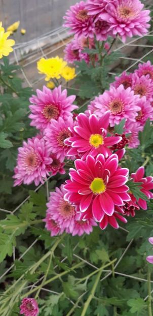  - Crizanteme 2018 de vanzare