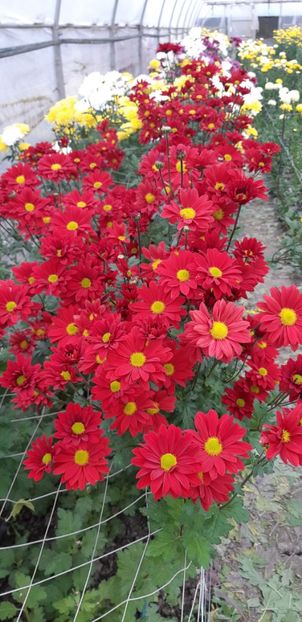  - Crizanteme 2018 de vanzare