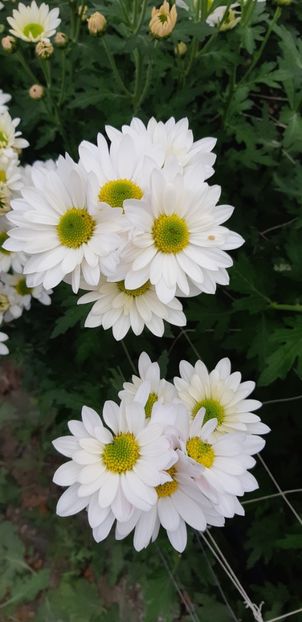  - Crizanteme 2018 de vanzare