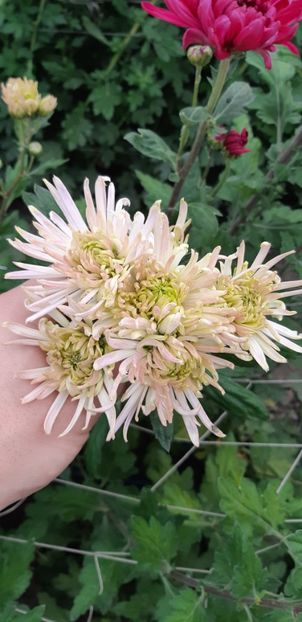  - Crizanteme 2018 de vanzare