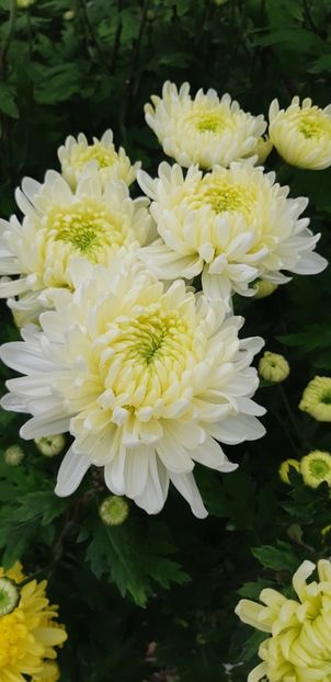  - Crizanteme 2018 de vanzare