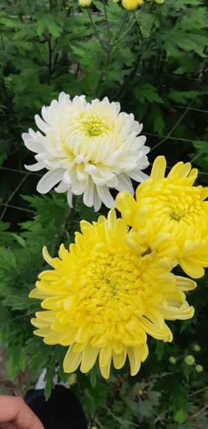  - Crizanteme 2018 de vanzare