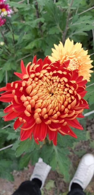  - Crizanteme 2018 de vanzare