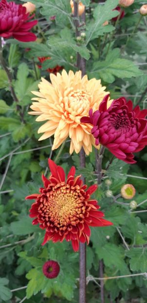  - Crizanteme 2018 de vanzare