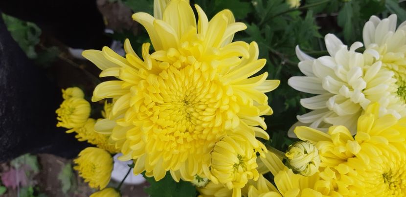  - Crizanteme 2018 de vanzare