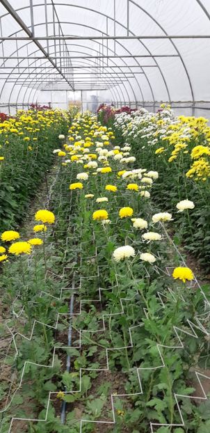  - Crizanteme 2018 de vanzare