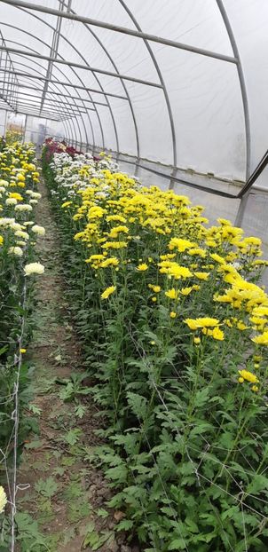  - Crizanteme 2018 de vanzare