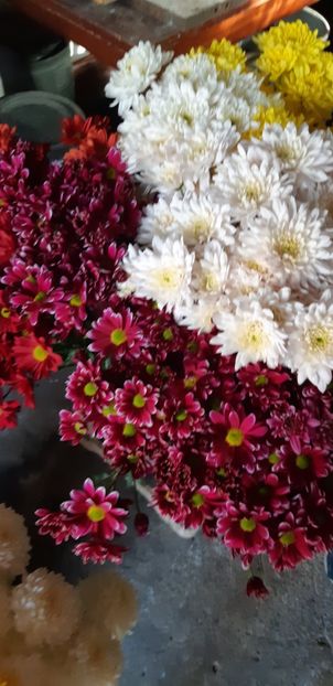  - Crizanteme 2018 de vanzare