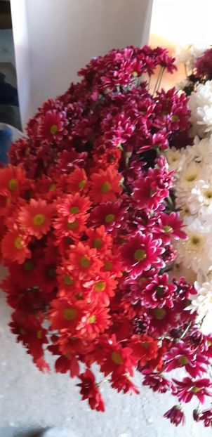 20181103_135942(0) - Crizanteme 2018 de vanzare