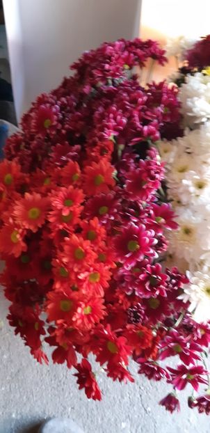  - Crizanteme 2018 de vanzare