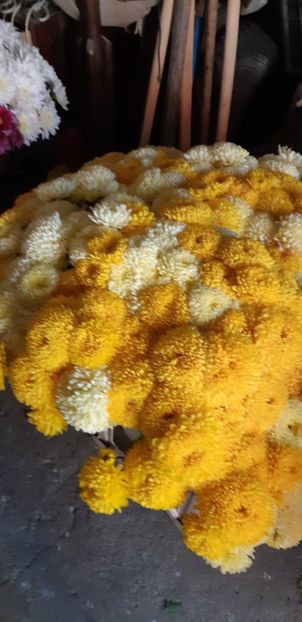  - Crizanteme 2018 de vanzare