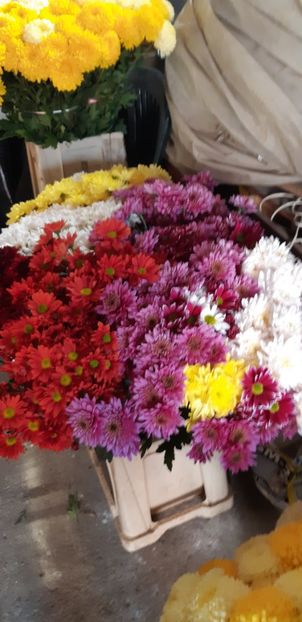  - Crizanteme 2018 de vanzare
