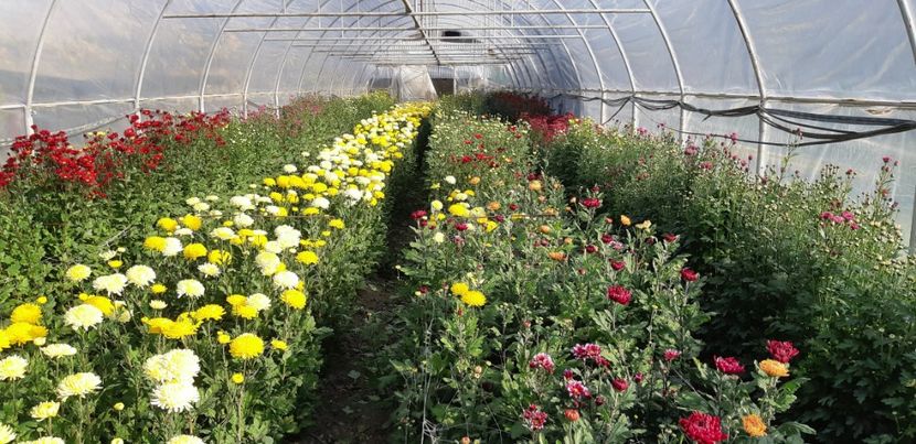  - Crizanteme 2018 de vanzare