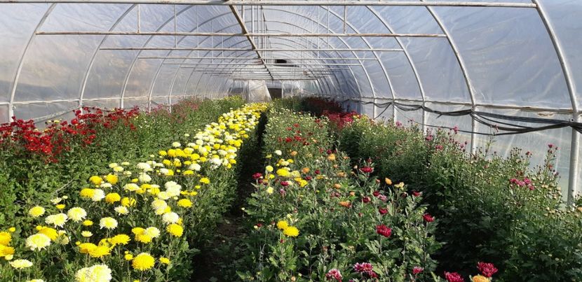  - Crizanteme 2018 de vanzare