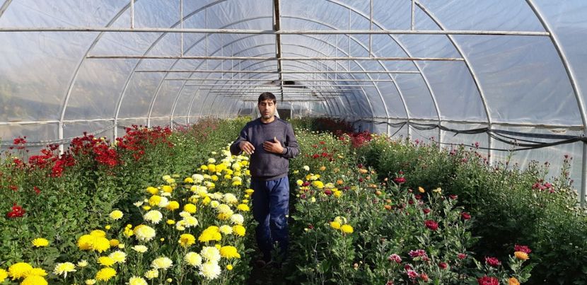  - Crizanteme 2018 de vanzare