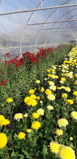  - Crizanteme 2018 de vanzare