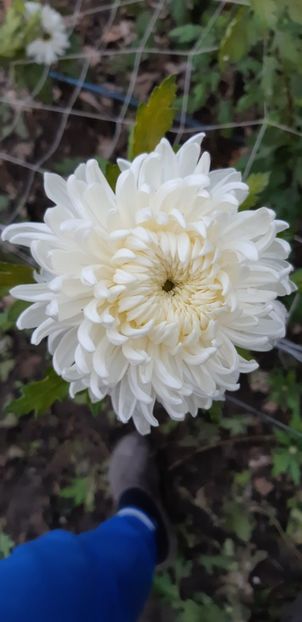  - Crizanteme 2018 de vanzare