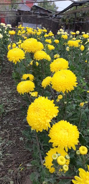  - Crizanteme 2018 de vanzare