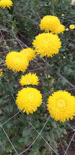  - Crizanteme 2018 de vanzare