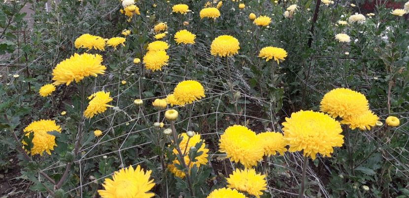  - Crizanteme 2018 de vanzare