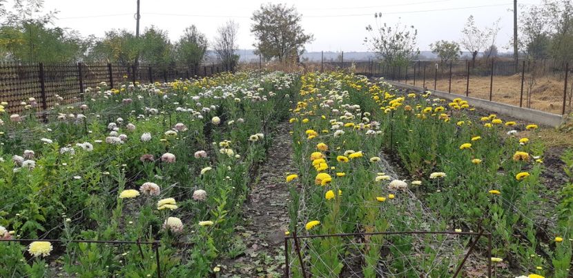  - Crizanteme 2018 de vanzare