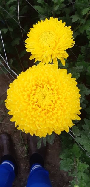  - Crizanteme 2018 de vanzare