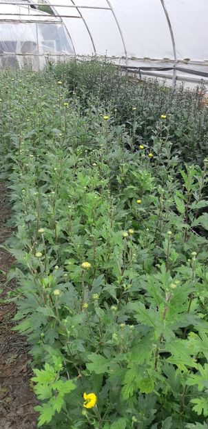  - Crizanteme 2018 de vanzare