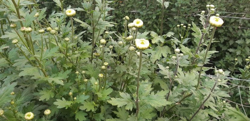  - Crizanteme 2018 de vanzare