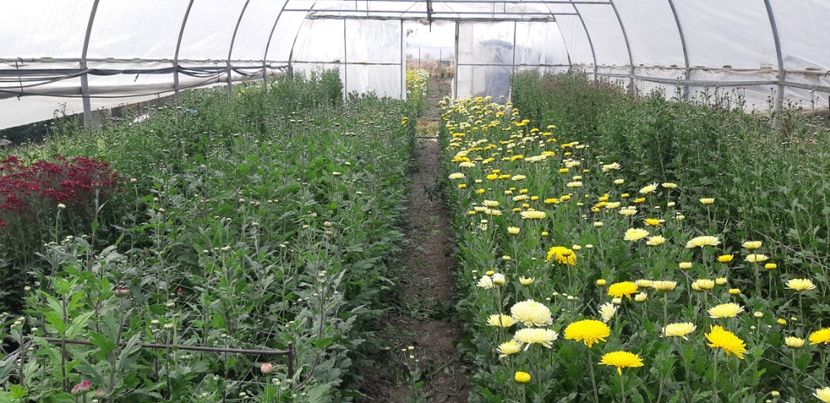  - Crizanteme 2018 de vanzare