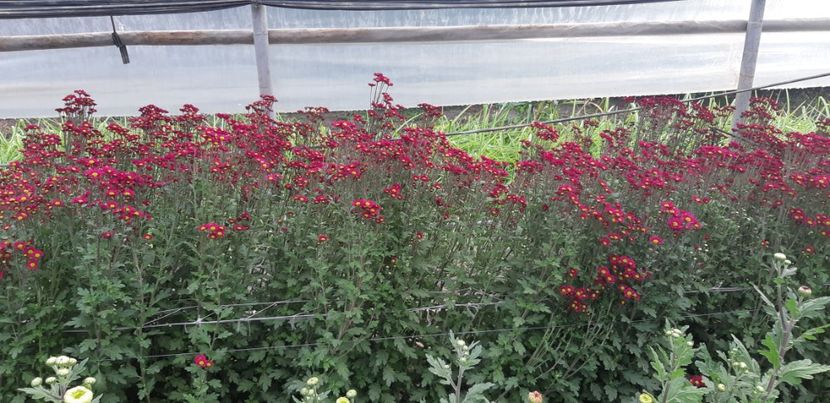  - Crizanteme 2018 de vanzare