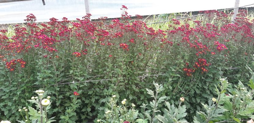  - Crizanteme 2018 de vanzare