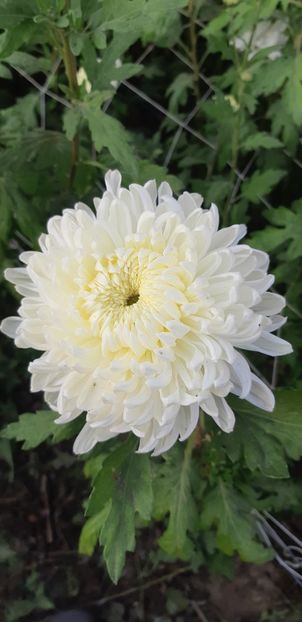  - Crizanteme 2018 de vanzare