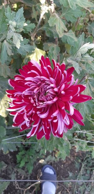  - Crizanteme 2018 de vanzare