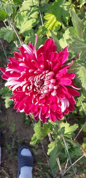  - Crizanteme 2018 de vanzare