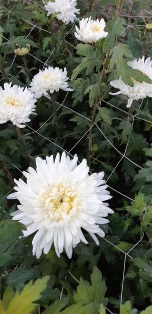  - Crizanteme 2018 de vanzare