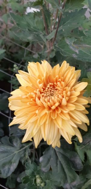  - Crizanteme 2018 de vanzare