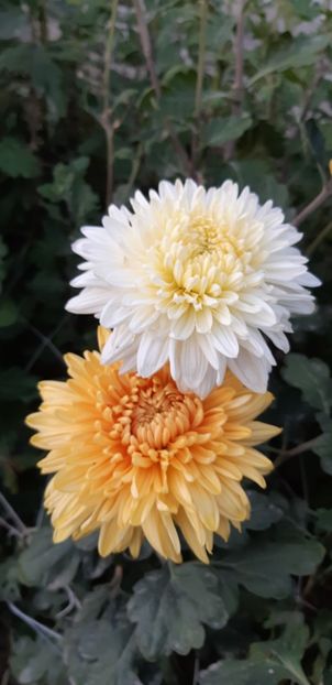  - Crizanteme 2018 de vanzare