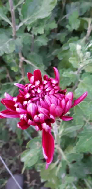  - Crizanteme 2018 de vanzare