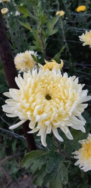  - Crizanteme 2018 de vanzare