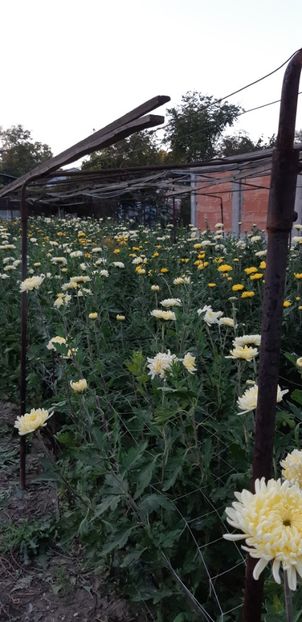  - Crizanteme 2018 de vanzare