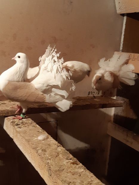  - Voltati cāpāciți pe galben2018