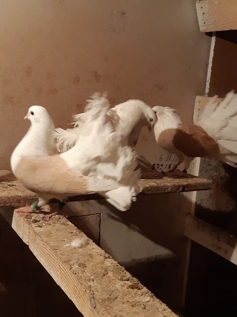  - Voltati cāpāciți pe galben2018