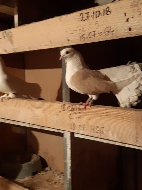  - Voltati cāpāciți pe galben2018